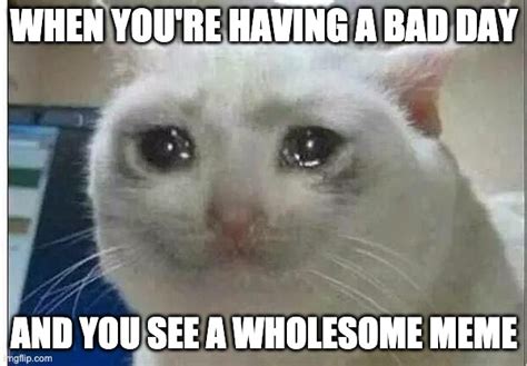 Crying Cat Imgflip