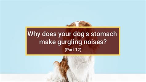 Why Does Your Dogs Stomach Make Gurgling Noises Part 12 Dog