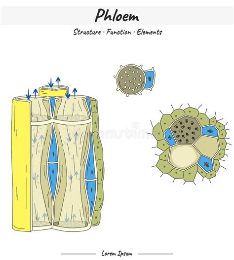 Phloem Function Illustration Stock Vector - Illustration of plan ...