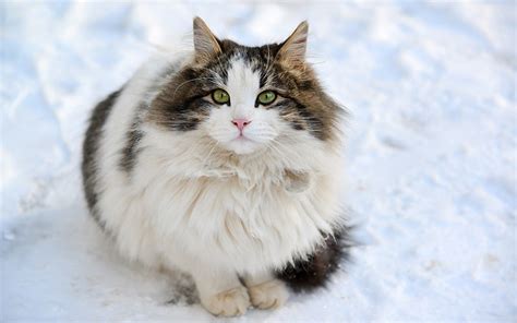 Razas de gatos de pelo largo Diferentes razas cuidados y peluquería