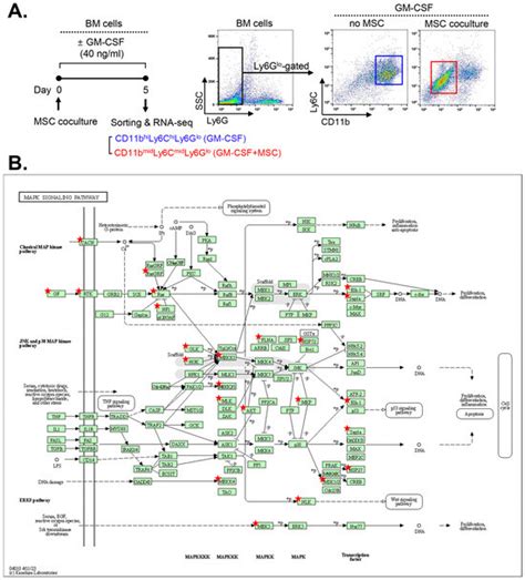 Ijms Free Full Text Mesenchymal Stem Stromal Cells Induce Myeloid