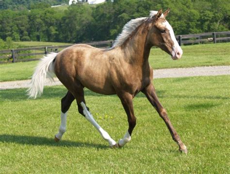 Palomino Horse Facts with Pictures | HorseBreedsPictures.com