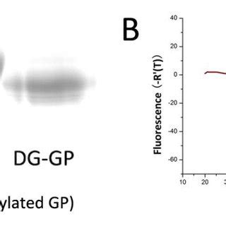 Fig S Purification Of Ebov Gp Rbd Domain A Sds Page For