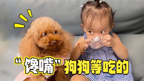 狗狗想吃宝宝零食会怎样？这怕是有800个心眼子吧！【萌星人火龙果】 Youtube