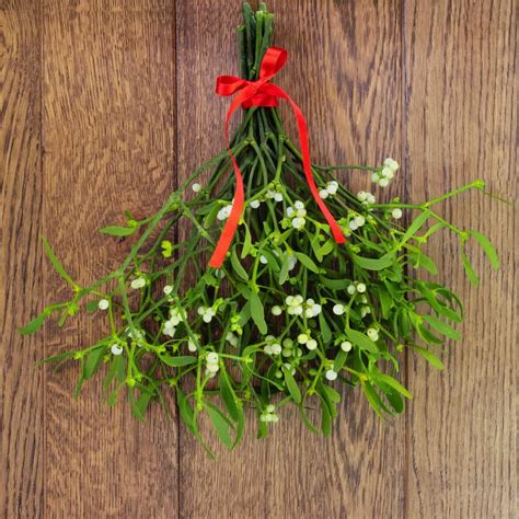 How To Grow Mistletoe Garden Advice Westland Garden Health