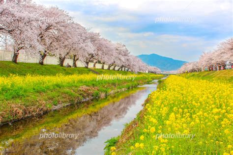 佐奈川の桜 写真素材 794634 フォトライブラリー Photolibrary