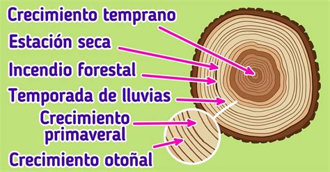 C Mo Leer Los Anillos De Crecimiento De Los Rboles Ideas En Minutos