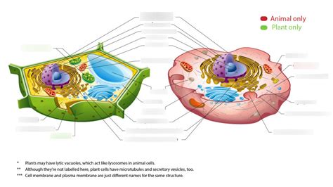 Biology Unit 1 Diagram Quizlet