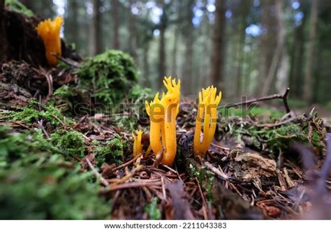 224 Golden Yellow Coral Mushroom Images, Stock Photos & Vectors ...