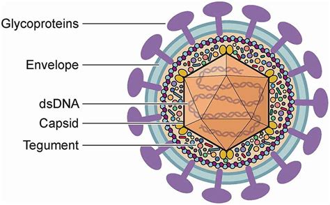 Herpesvirus Structure