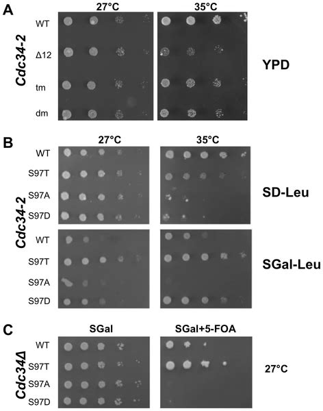 Nutrient Sensing Kinases Pka And Sch9 Phosphorylate The Catalytic