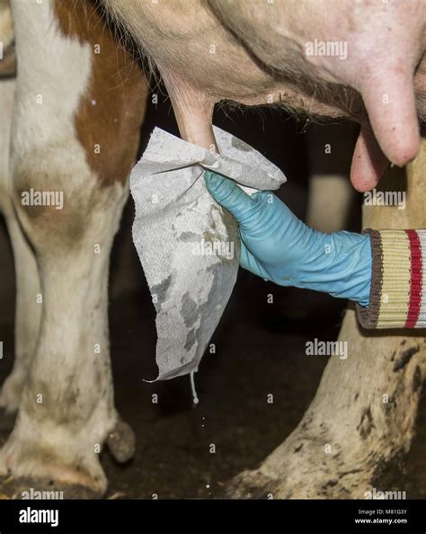 Work Udder Milk Milking Stock Photos & Work Udder Milk Milking Stock ...