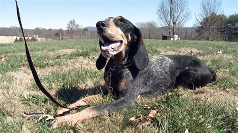 Smokey celebrates bluetick's new status as Tennessee state dog | wbir.com