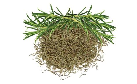 Conventional Dried Rosemary Leaves – HERMES TARIM LTD.