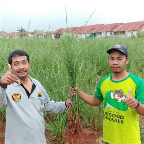 Jual Tanaman Rumput Vetiver Pencegah Erosi Akar Wangi Bibit Rumput