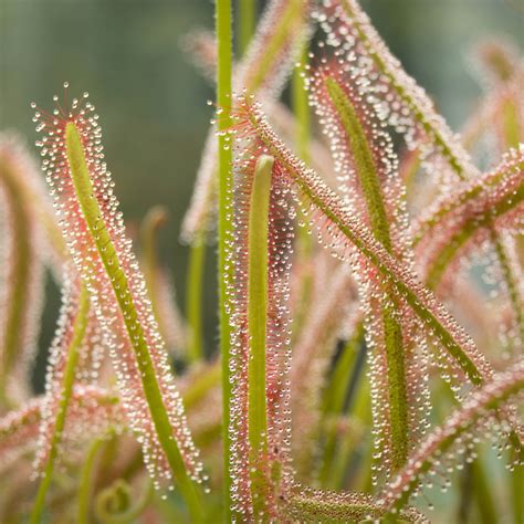 Drosera Capensis Boutique De Plantes Carnivores Eden Carnivore