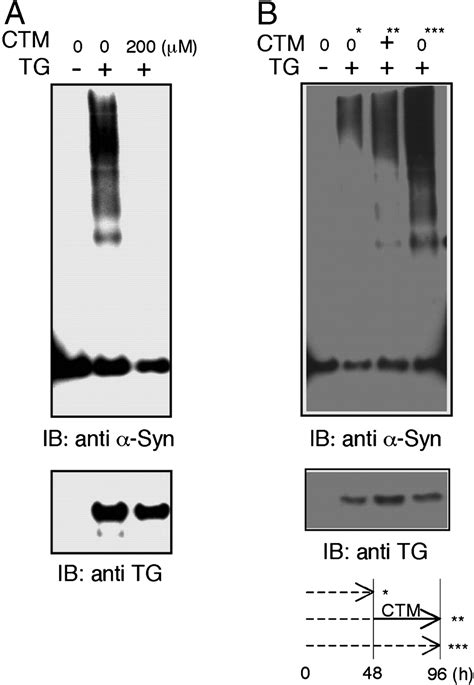 Tissue transglutaminase induced aggregation of α synuclein