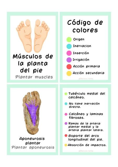 Flashcards músculos de la planta del pie Doctora curita uDocz