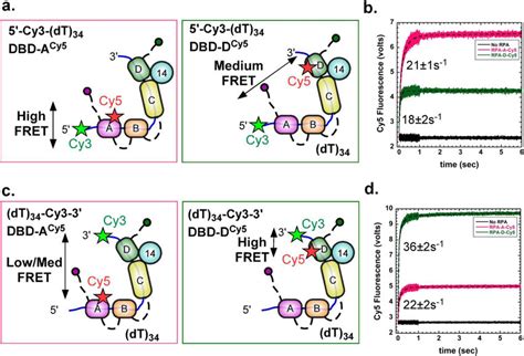 Fret Experiments Capture The Polarity Of Rpa Binding On Ssdna A C