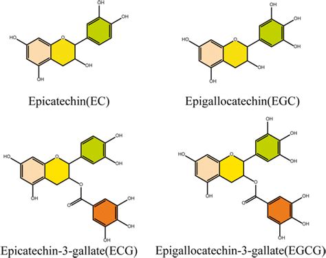 Main Catechin Components Of Green Tea Polyphenols Chemical Structure