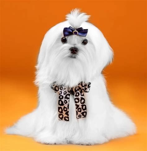 50 Most Adorable Maltese Haircuts Trending in 2024