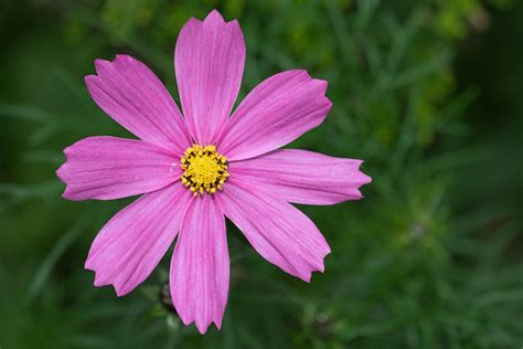 Schmuckk Rbchen Cosmos Bipinnatus Sven Philipp Glomme