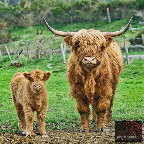 Highland Cattle A Photo On Flickriver