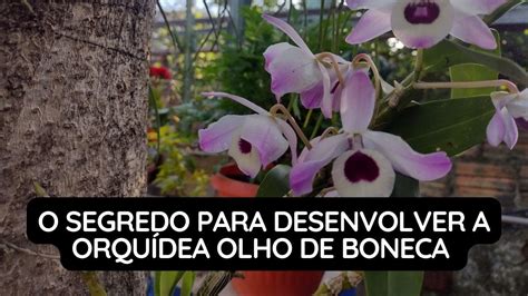 O Segredo Para Desenvolver a Orquídea Olho de Boneca Dendrobium YouTube