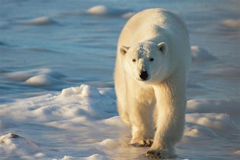 Polar Bear Ursus Maritimus Photograph By Richard And Susan Day Pixels