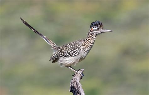 Greater Roadrunner San Diego Bird Spot