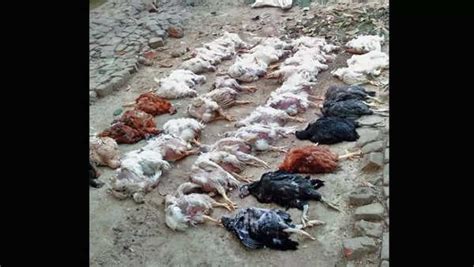 Odisha Loud Music In Marriage Procession Kills 63 Chickens