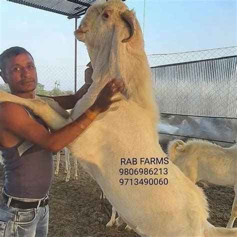 6 Daat White Male Sojat Goat Meat Weight 110 At Rs 500 Kg In Bhopal