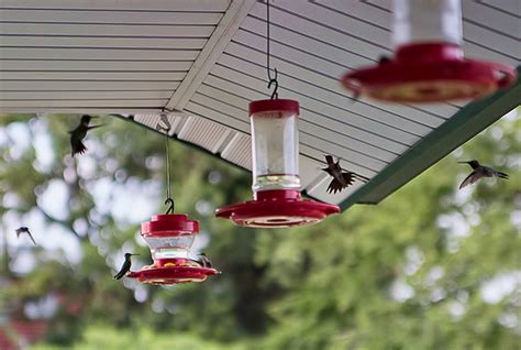 Hummingbirds - Encyclopedia of Arkansas