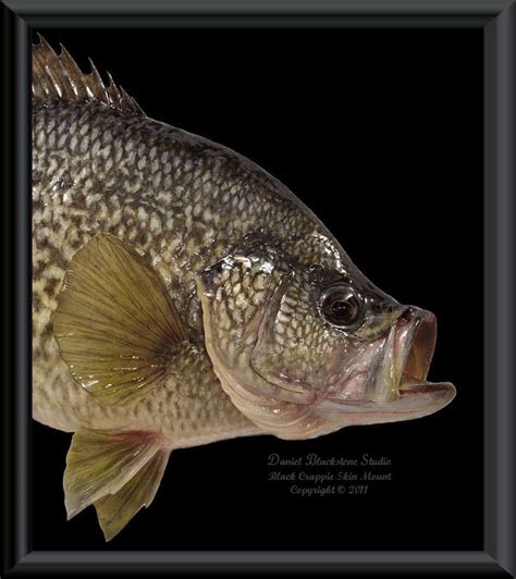 Black Crappie Fish Mounts And Replicas