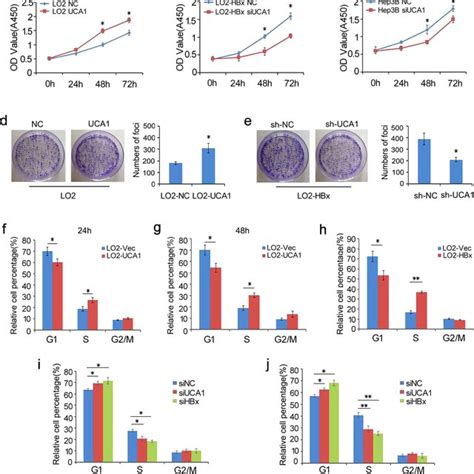 The Role Of Uca1 In Cells Proliferation And Cell Cycle In Vitro Cell