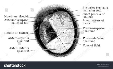 This Illustration Represents Tympanic Membrane Vintage Stock Vector Royalty Free 1382706110