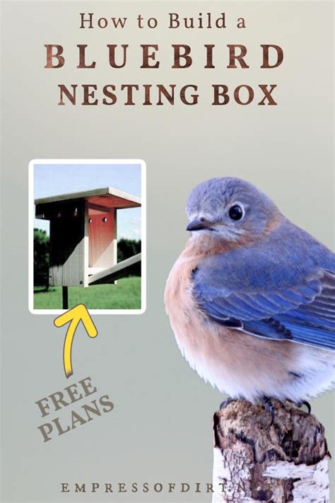 Free Bluebird House Plans Audubon Nesting Box Tutorial