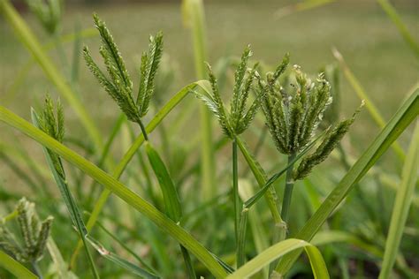 Finger Millet | Diseases and Pests, Description, Uses, Propagation