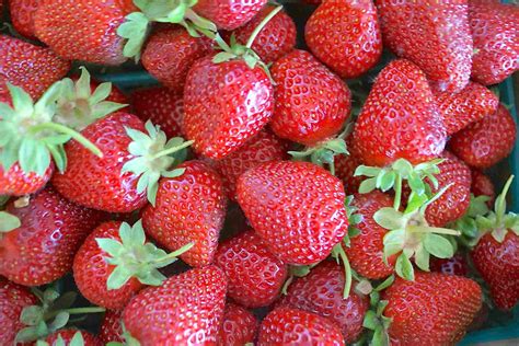 9 Types Of Juicy Berry Varieties