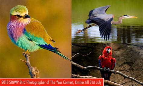 International Bird Photographer of the year - Photography Contest ...