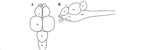 Fish Brain Diagram - Wiring Diagram