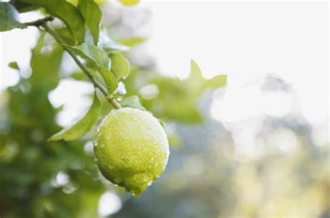 Conoce algunos usos que le puedes dar al limón en la cocina