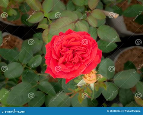 Red Rose Blooming Stock Photo Image Of Life Green 258103374