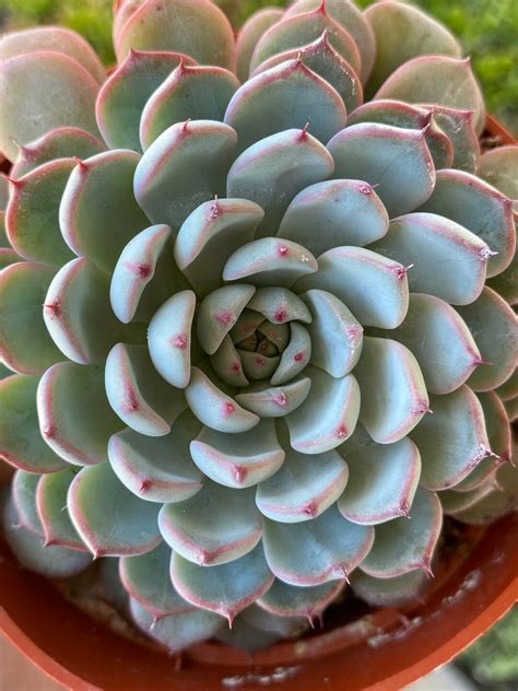 Echeveria Minima 4 - Etsy