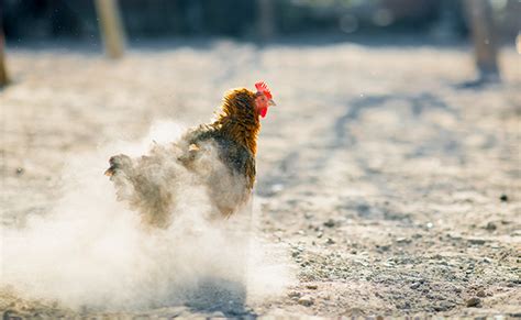 Bain de poussière chez la poule pourquoi ce comportement