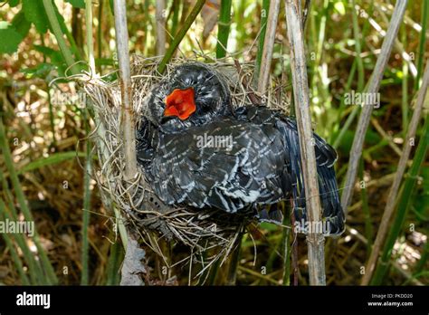 A Chick Of Common Cuckoo Cuculus Canorus In Nest Of Marsh Warbler