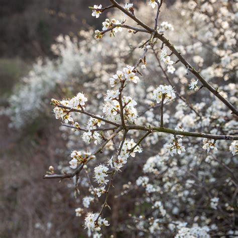 Buy Blackthorn Hedging | UK Grown Blackthorn Plants | Sarah Raven