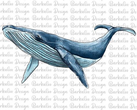 Pin by Vanya Ivanov on Всяко разное Blue whale drawing Whale Whale