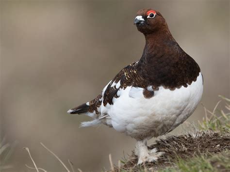 √ 99 Alaska Birds Outstanding Complete With Pictures