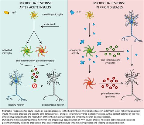 Microglia In Prion Diseases Encyclopedia Mdpi